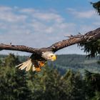 Der Weißkopfseeadler 2