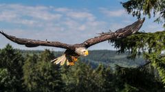 Der Weißkopfseeadler 2