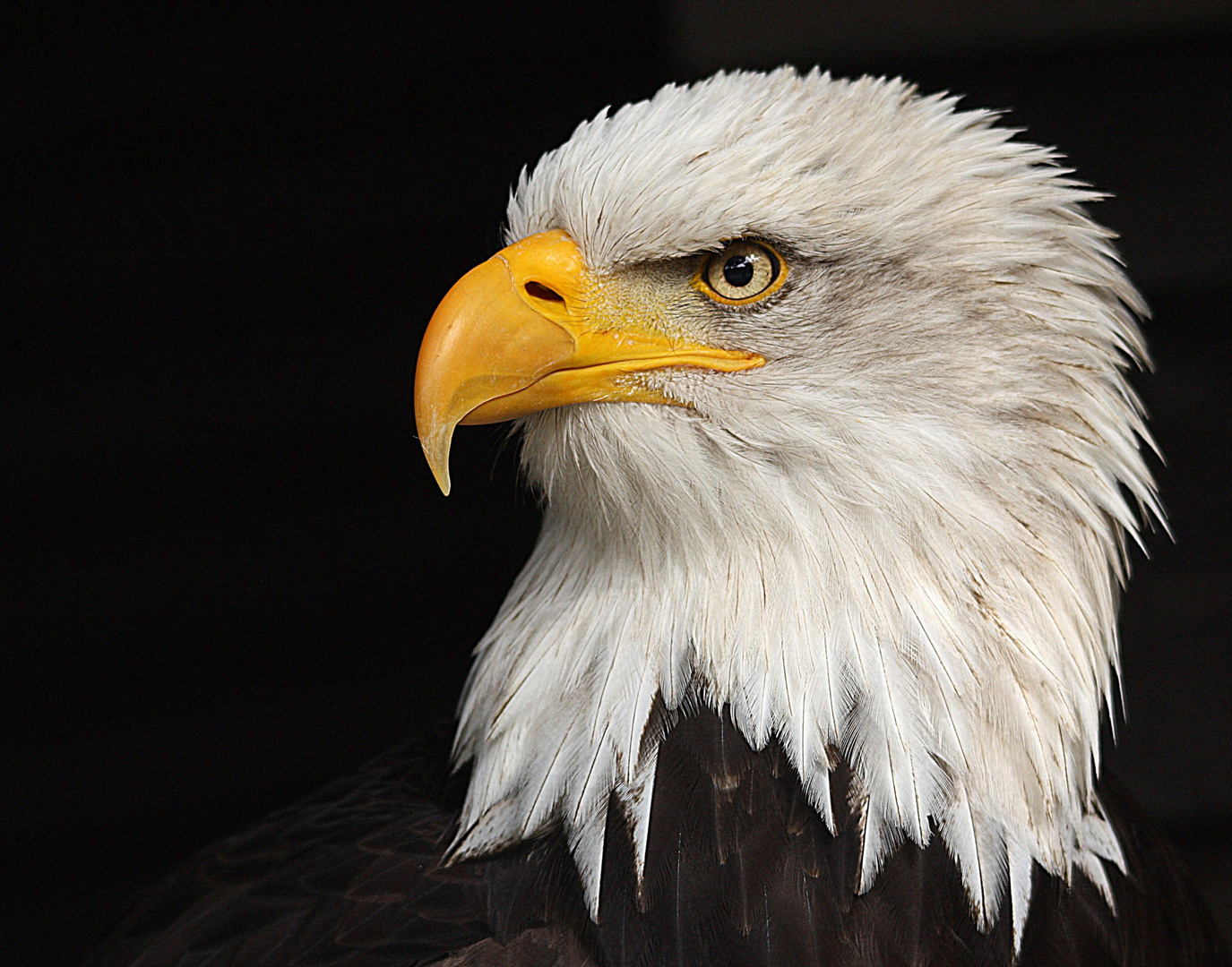 Der Weißkopfseeadler