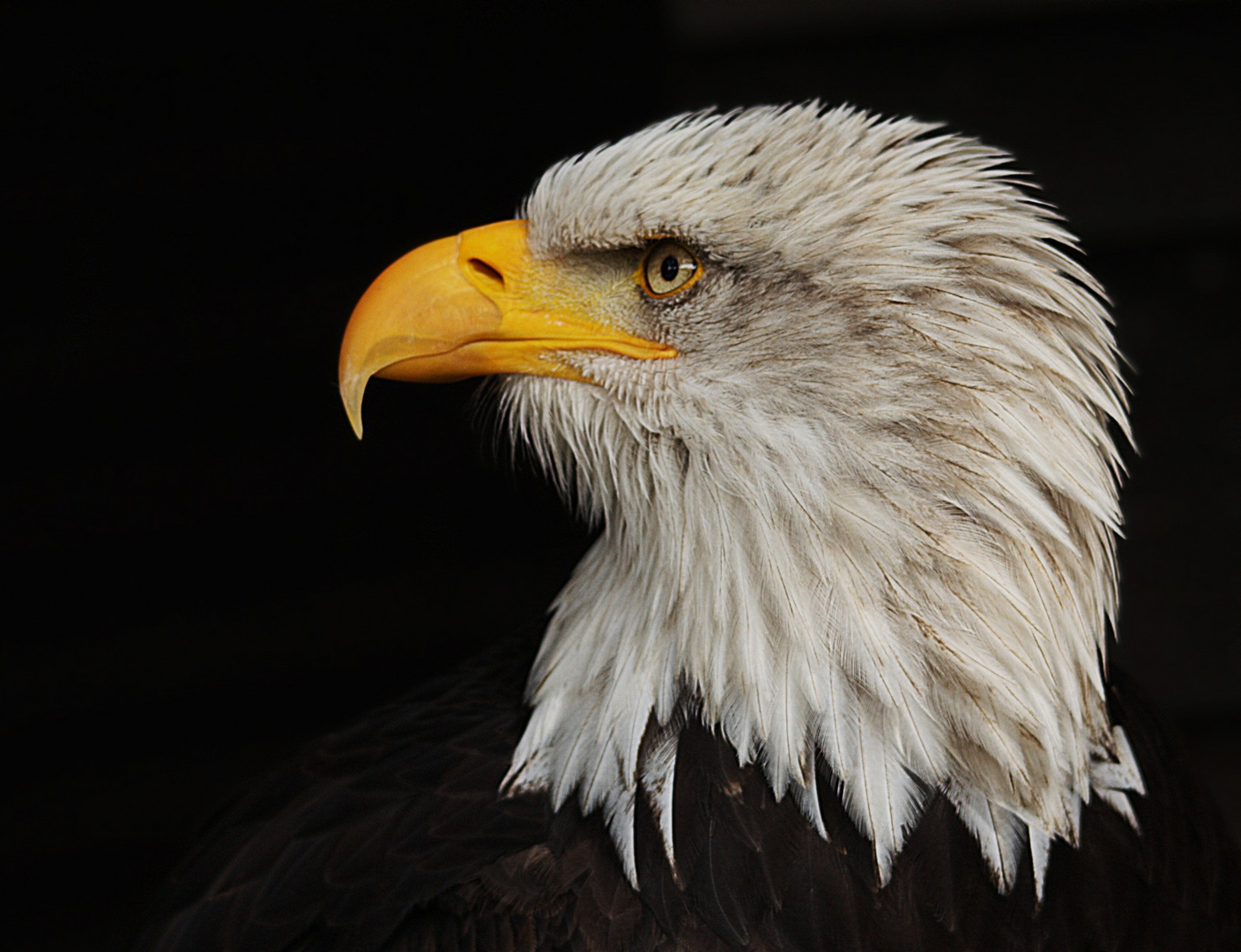 Der Weißkopfseeadler