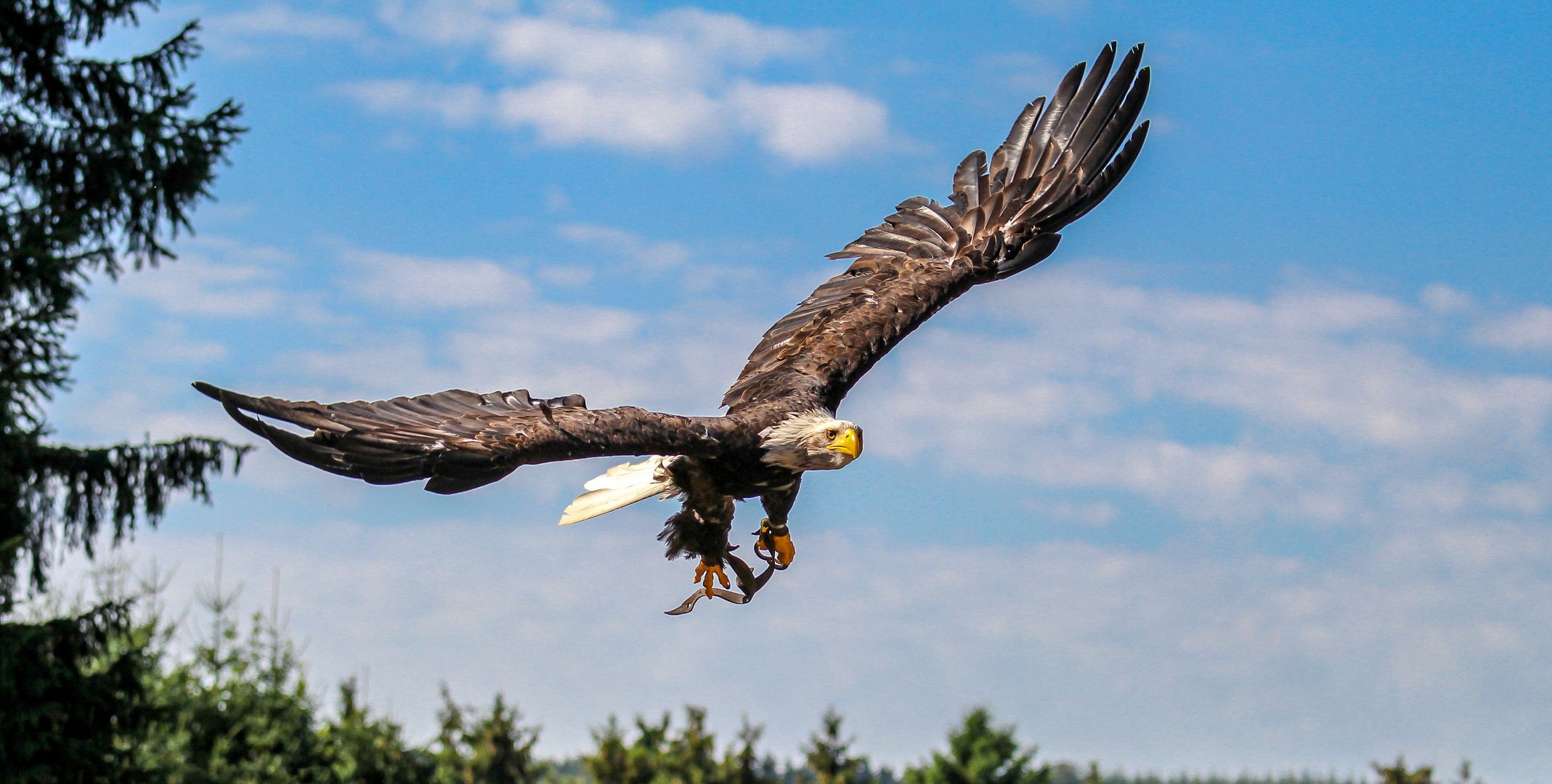 Der Weißkopfseeadler