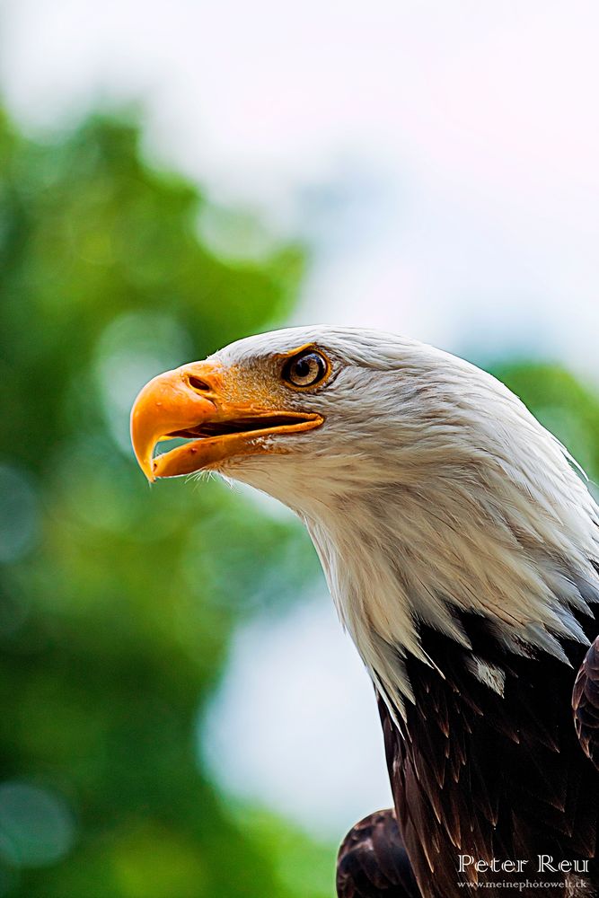 Der Weißkopfseeadler