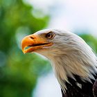 Der Weißkopfseeadler