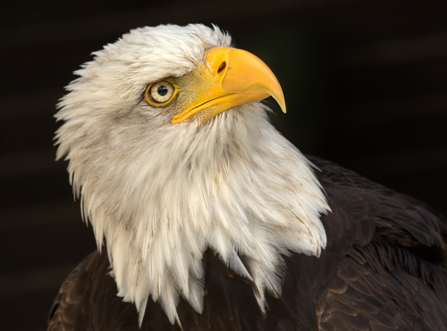 Der Weißkopfseeadler