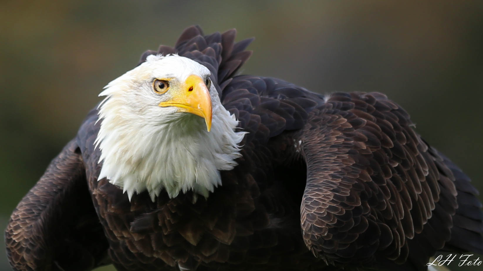 Der Weißkopfseeadler...