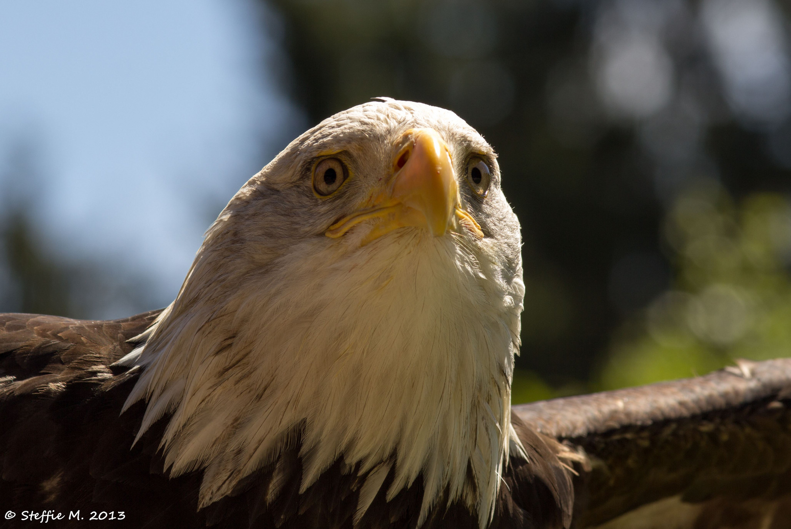 Der Weißkopfseeadler