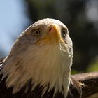 Der Weißkopfseeadler