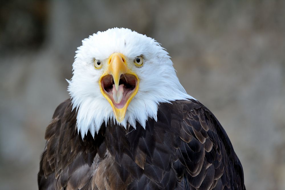 der Weißkopfseeadler