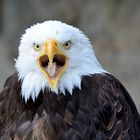 der Weißkopfseeadler