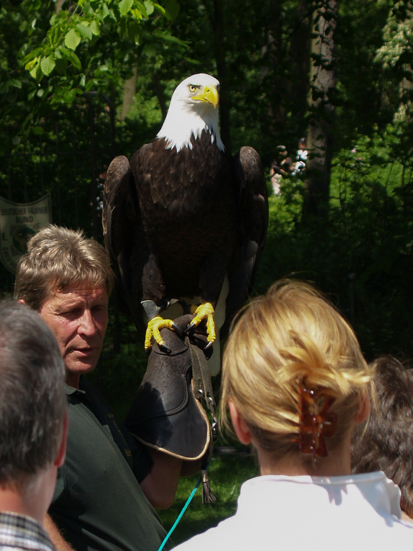 Der Weißkopfseeadler