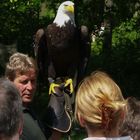 Der Weißkopfseeadler