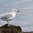 Der Weisskopfseeadler der Ostsee !!