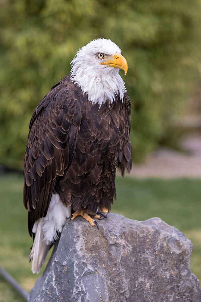 Der Weißkopfseeadler