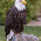 Der Weißkopfseeadler