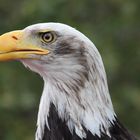 Der Weißkopfseeadler (Haliaeetus leucocephalus)