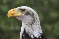 Der Weißkopfseeadler (Haliaeetus leucocephalus)