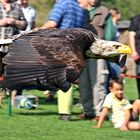 Der Weißkopfseeadler (Haliaeetus leucocephalus) ...