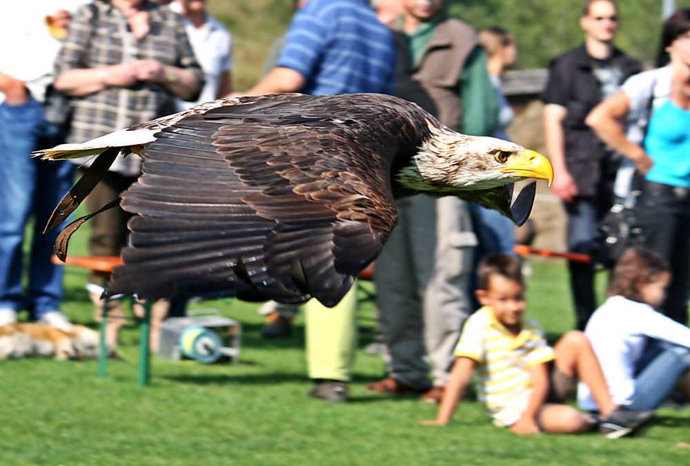 Der Weißkopfseeadler (Haliaeetus leucocephalus) ...