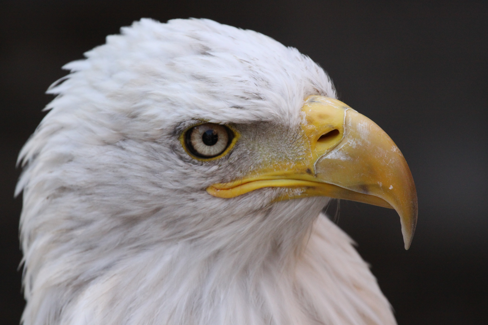 Der Weißkopfseeadler (Haliaeetus leucocephalus)