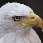 Der Weißkopfseeadler (Haliaeetus leucocephalus)