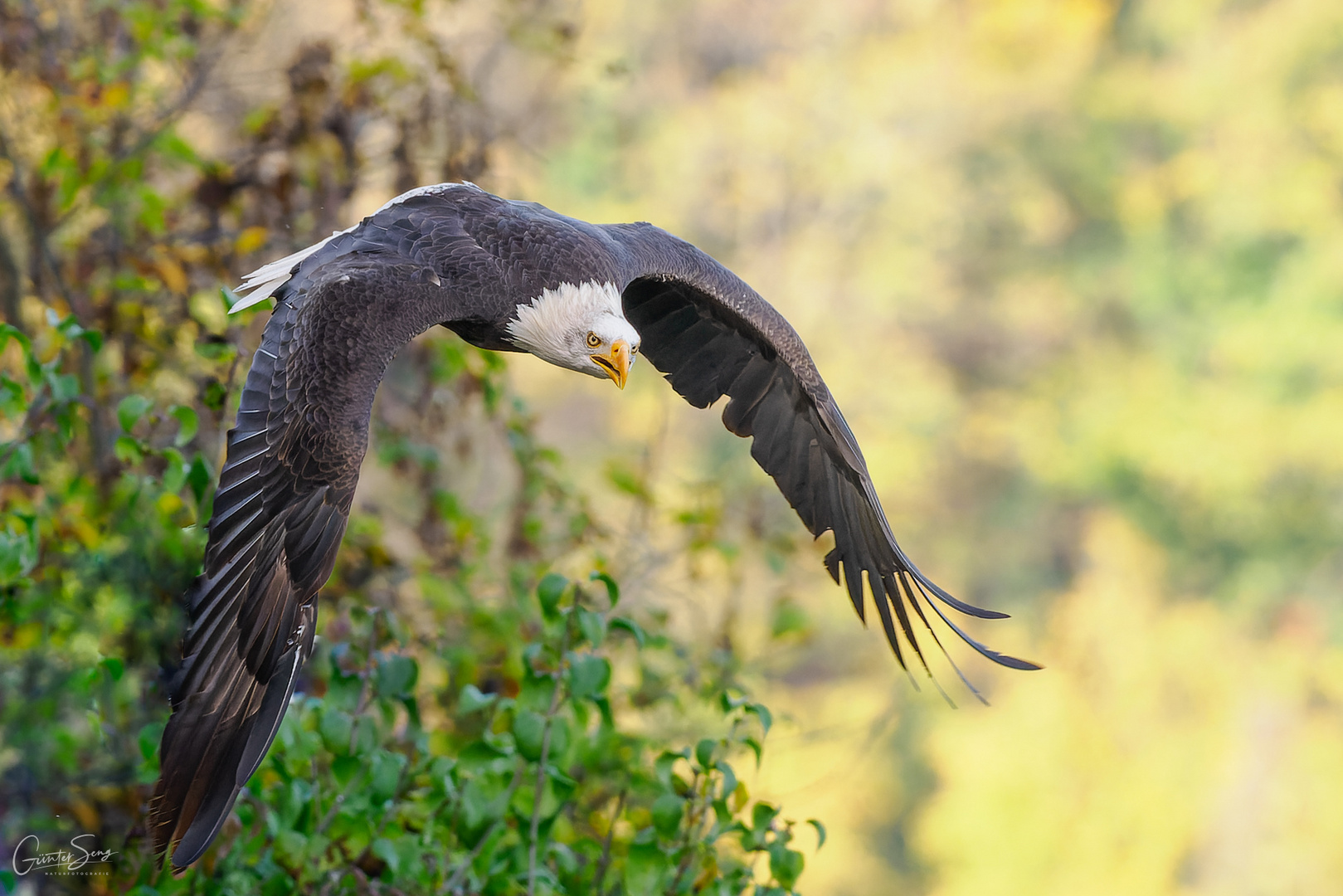 Der Weißkopfseeadler (Haliaeetus leucocephalus)