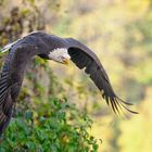 Der Weißkopfseeadler (Haliaeetus leucocephalus)