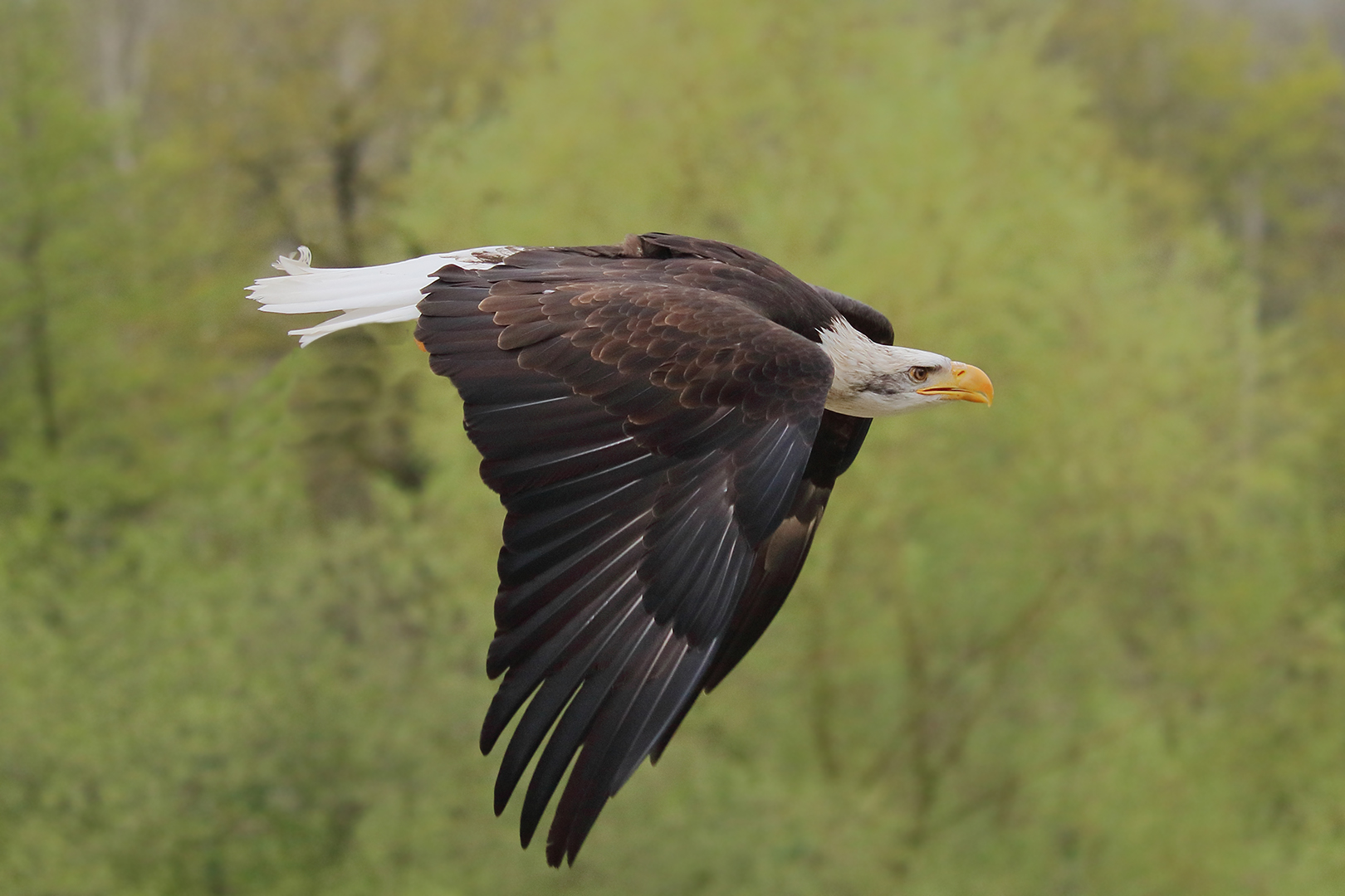 Der Weißkopfseeadler im Flug