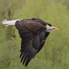 Der Weißkopfseeadler im Flug