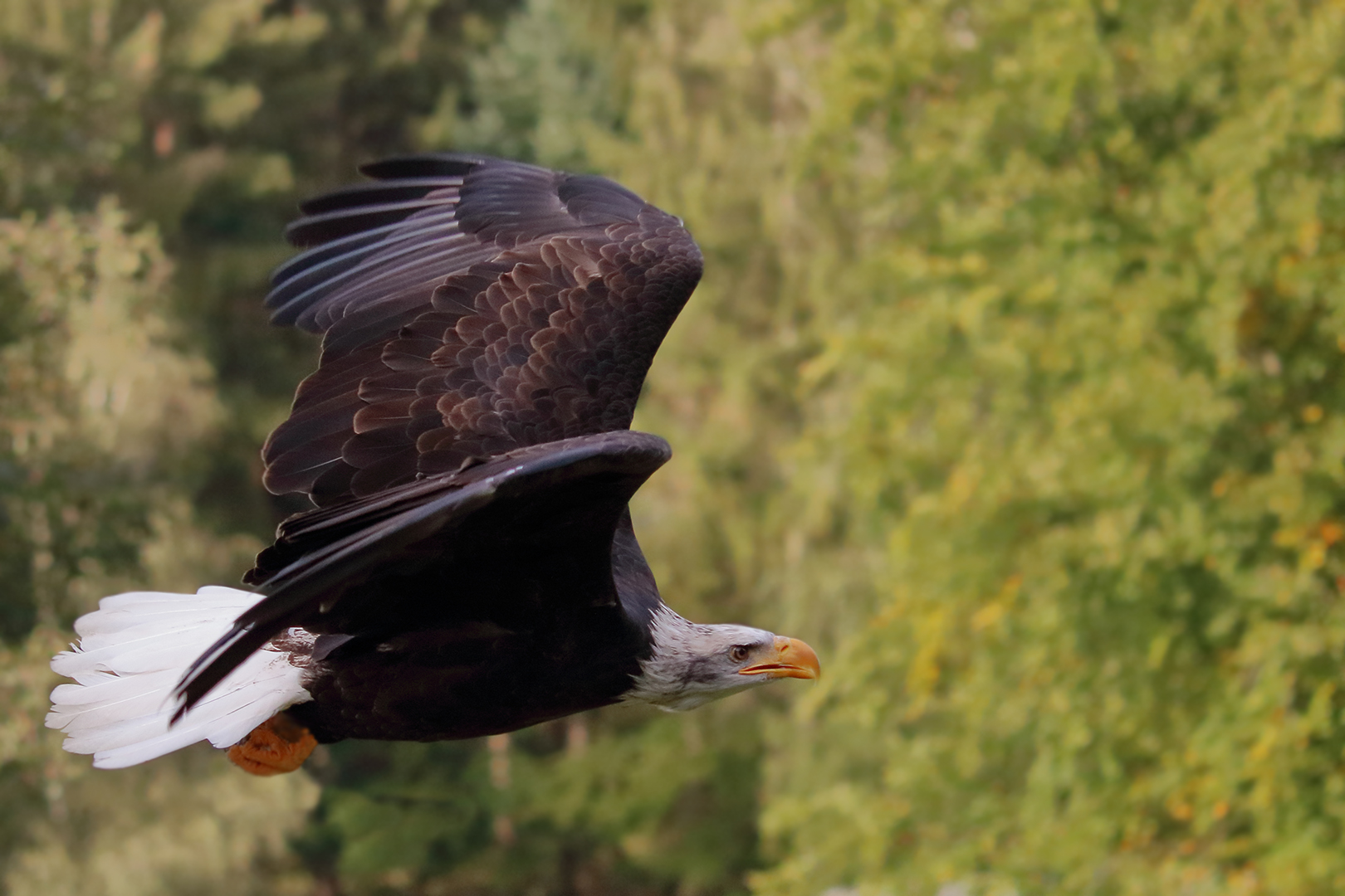 Der Weißkopfseeadler im Herbst