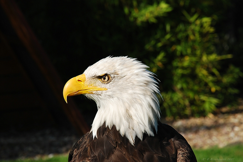 Der Weißkopfseeadler in Farbe