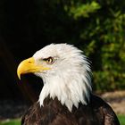 Der Weißkopfseeadler in Farbe