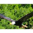 Der Weisskopfseeadler in Motion