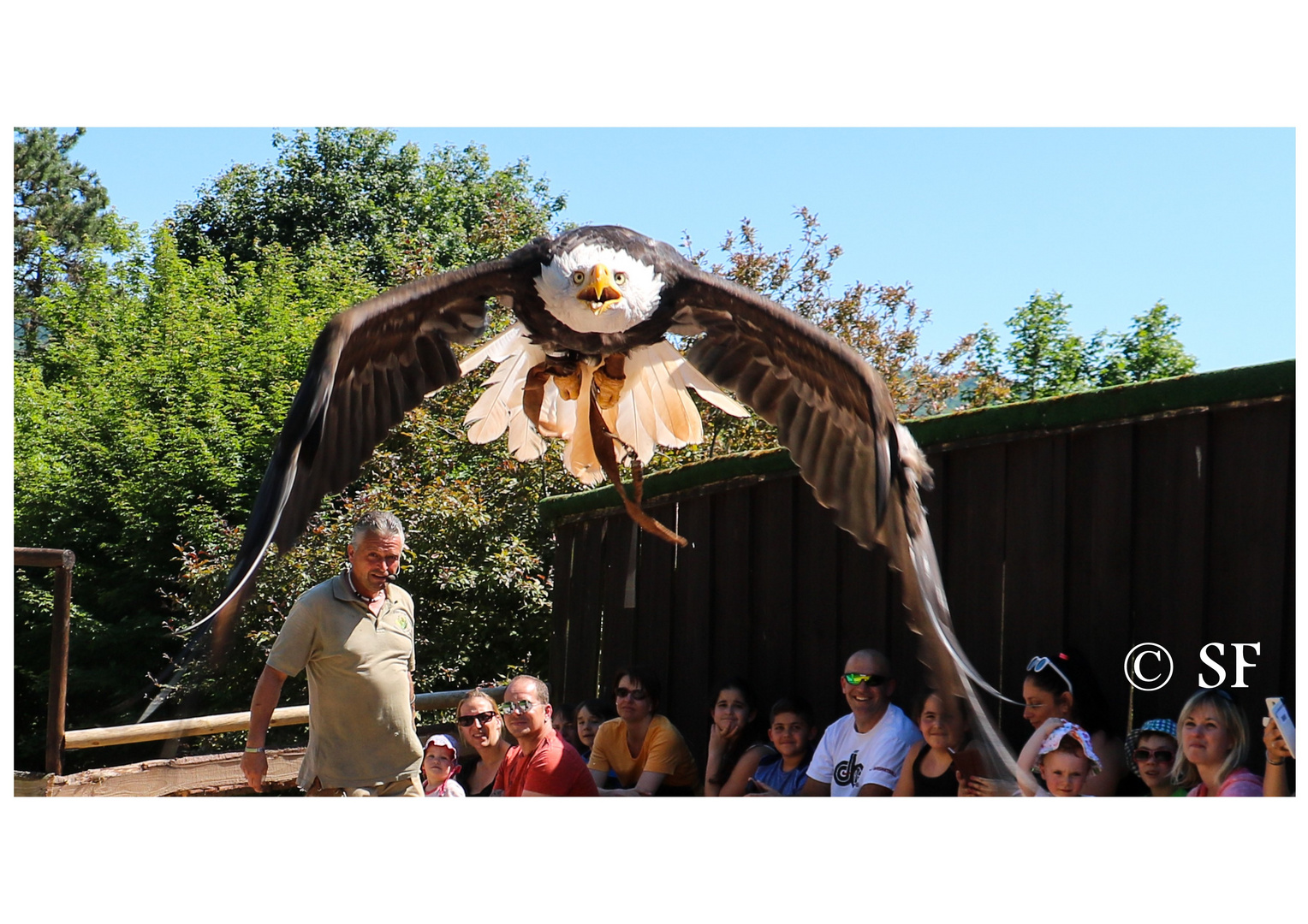 Der Weisskopfseeadler in Motion