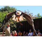 Der Weisskopfseeadler in Motion