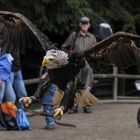 Der Weißkopfseeadler/2