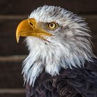  Der Weißkopfseeadler/Wappentier der USA