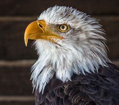  Der Weißkopfseeadler/Wappentier der USA