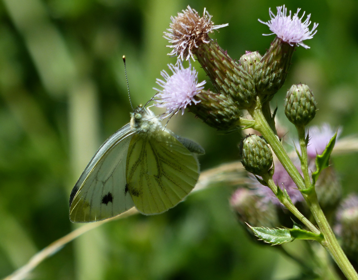 Der Weißling an der Distel