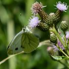 Der Weißling an der Distel