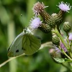 Der Weißling an der Distel