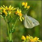 Der Weißling auf der gelben Blüte.....