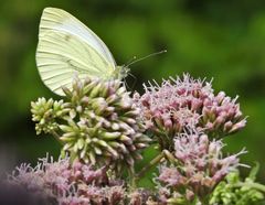 Der Weißling vom Braunfelser Schlossteich