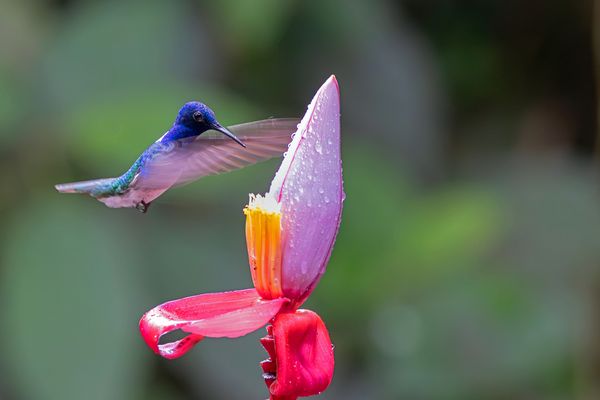 Der Weißnackenkolibri...