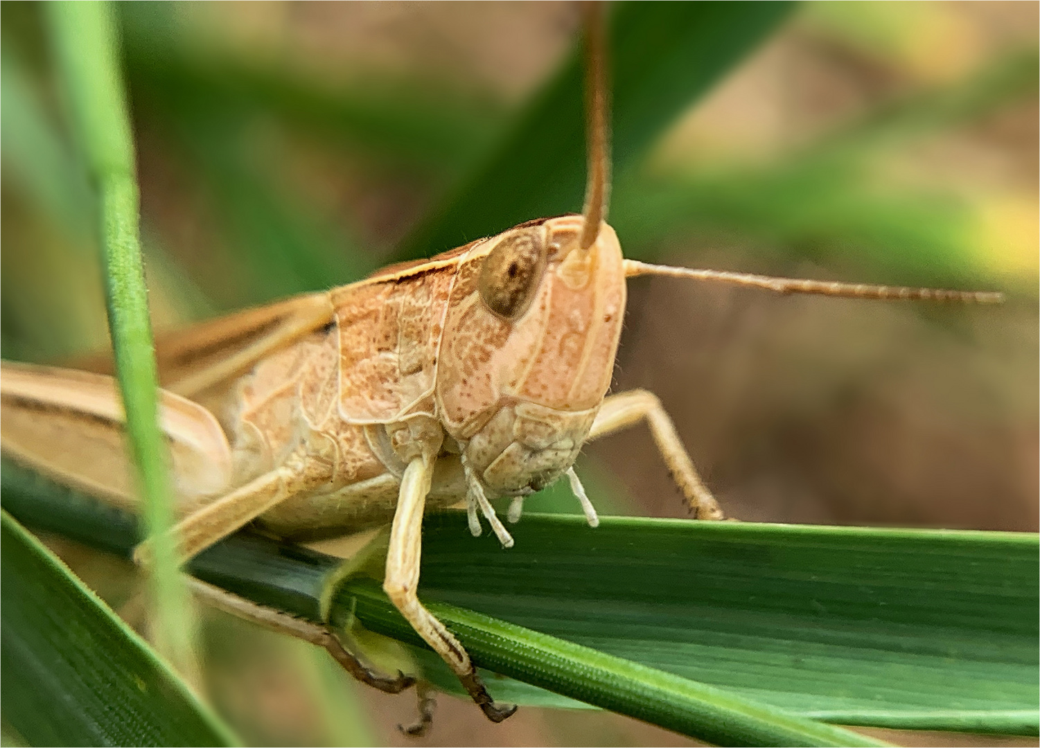 der weißrandige Grashüpfer (Chorthippus albomarginatus) ist sprungbereit