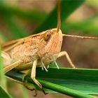 der weißrandige Grashüpfer (Chorthippus albomarginatus) ist sprungbereit