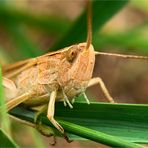 der weißrandige Grashüpfer (Chorthippus albomarginatus) ist sprungbereit