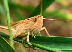 der weißrandige Grashüpfer (Chorthippus albomarginatus) ist sprungbereit