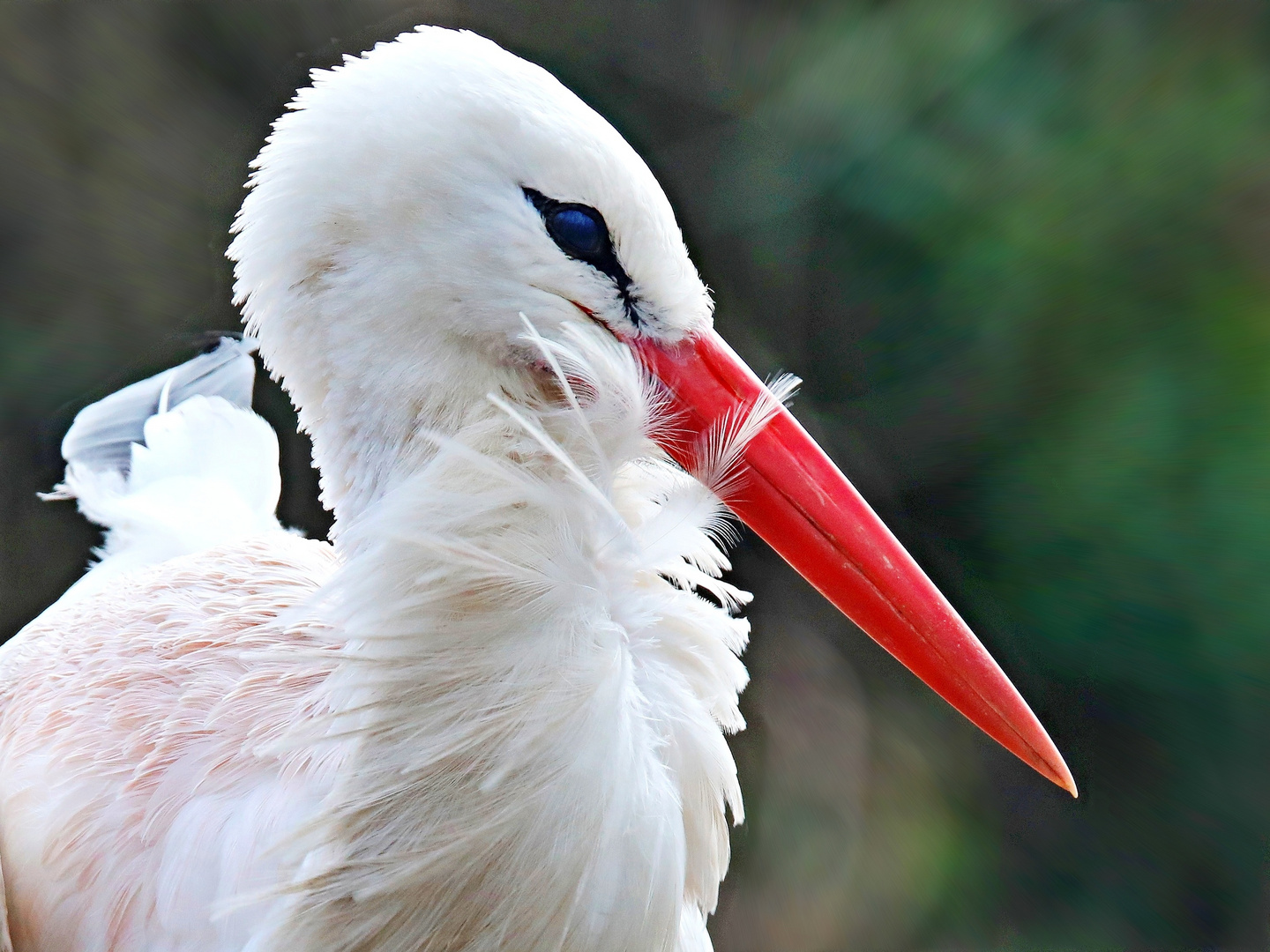 Der Weißstorch