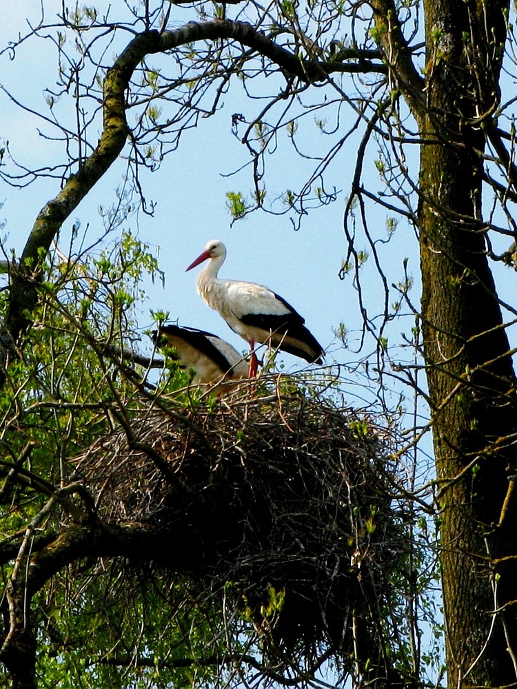 Der Weissstorch