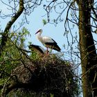 Der Weissstorch